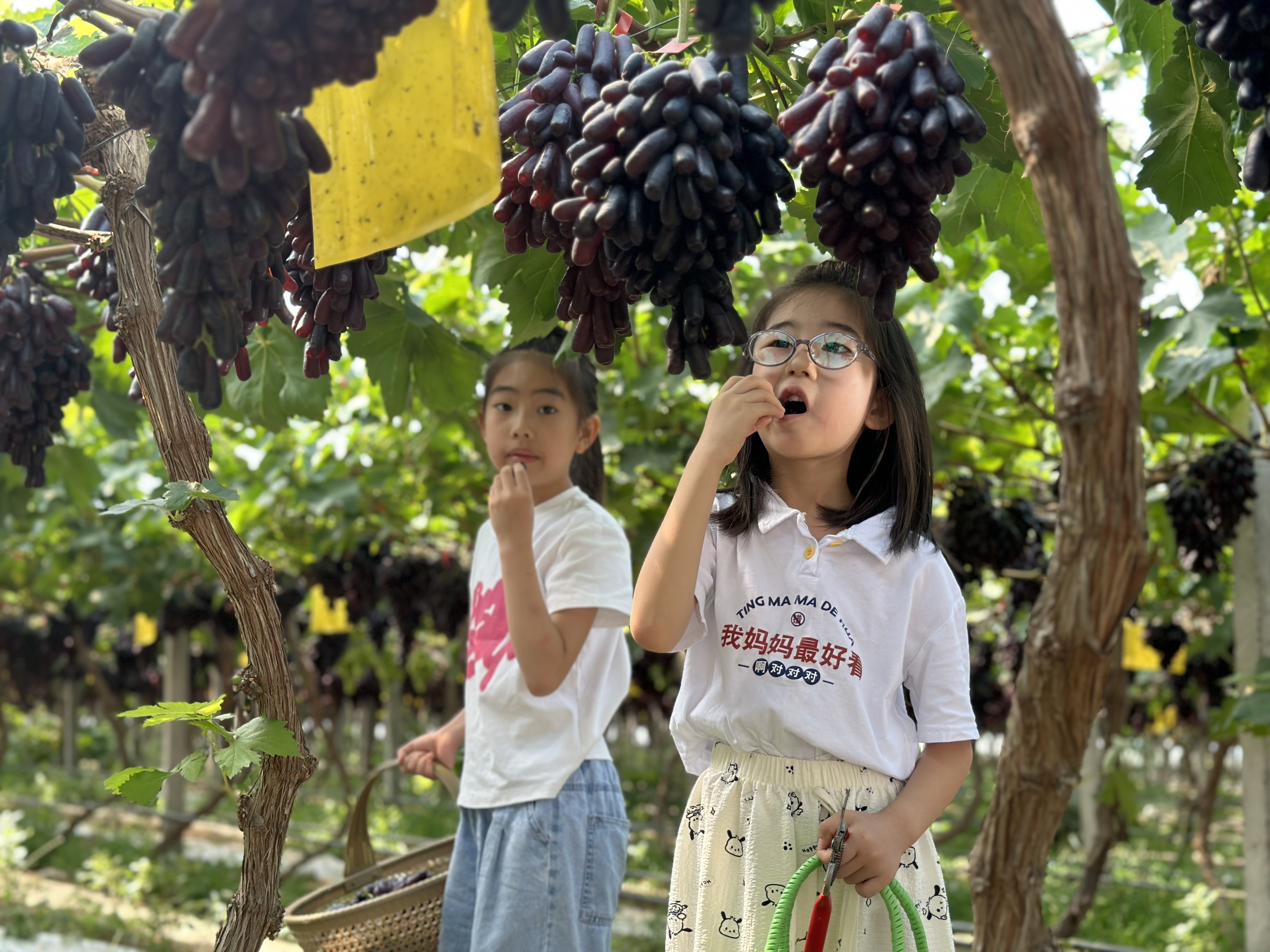 图为三河市皇庄镇一采摘园内，孩子正在采摘葡萄。高澍 摄影