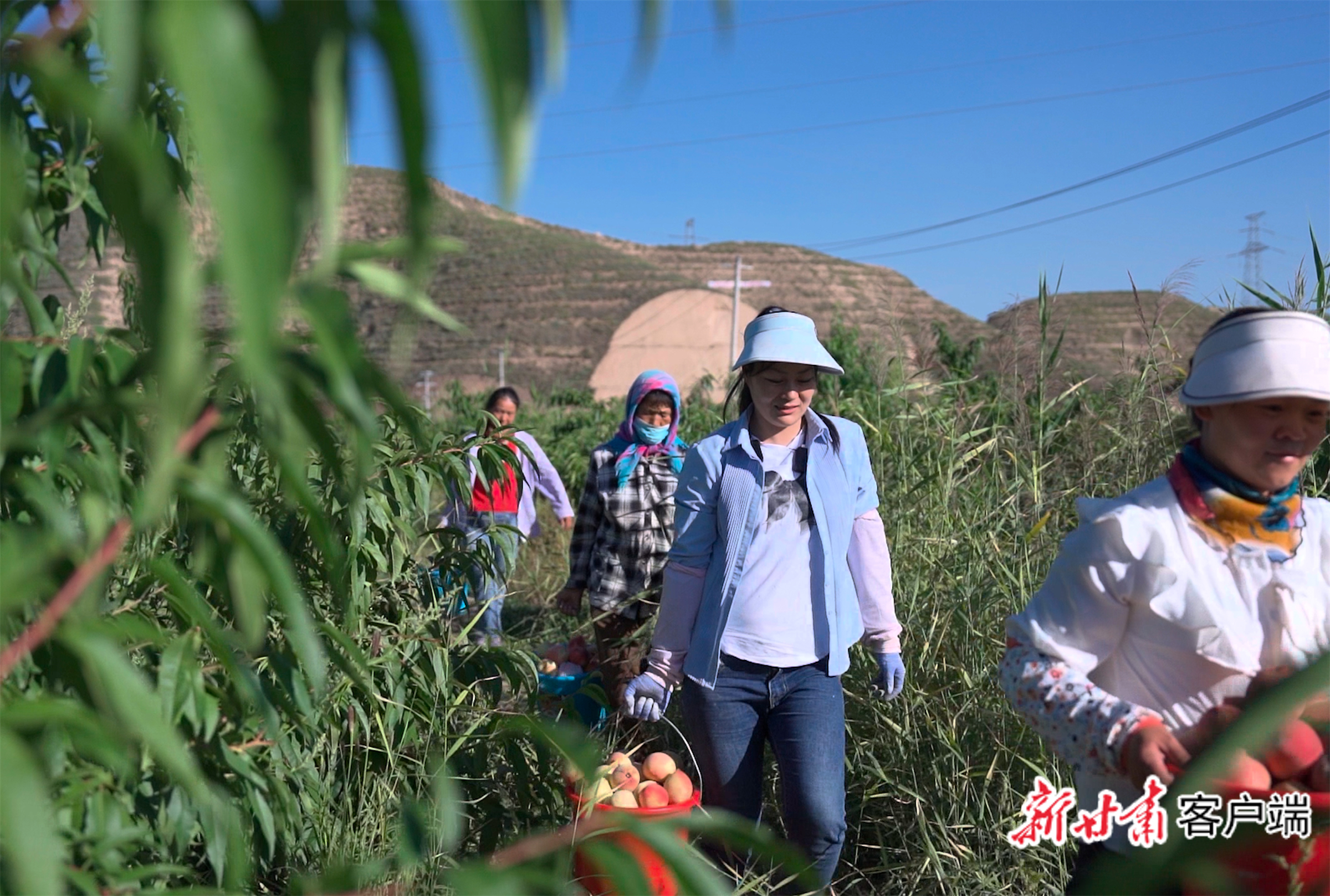 城北新村蜜桃迎来丰收，村民采摘装箱后运往外地。
