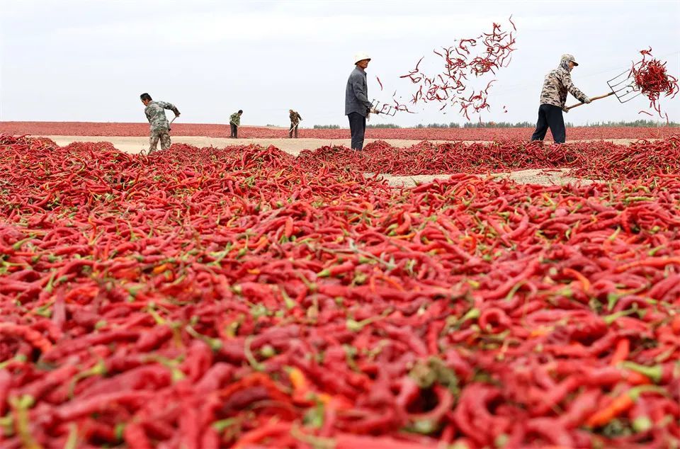 张掖市高台县黑泉镇十坝村农户在晾晒辣椒