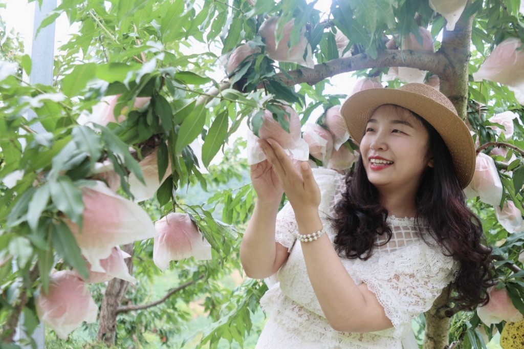 游人体验采摘的乐趣