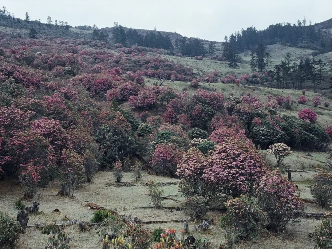 △漫山遍野的杜鹃花。（图/西武 摄）