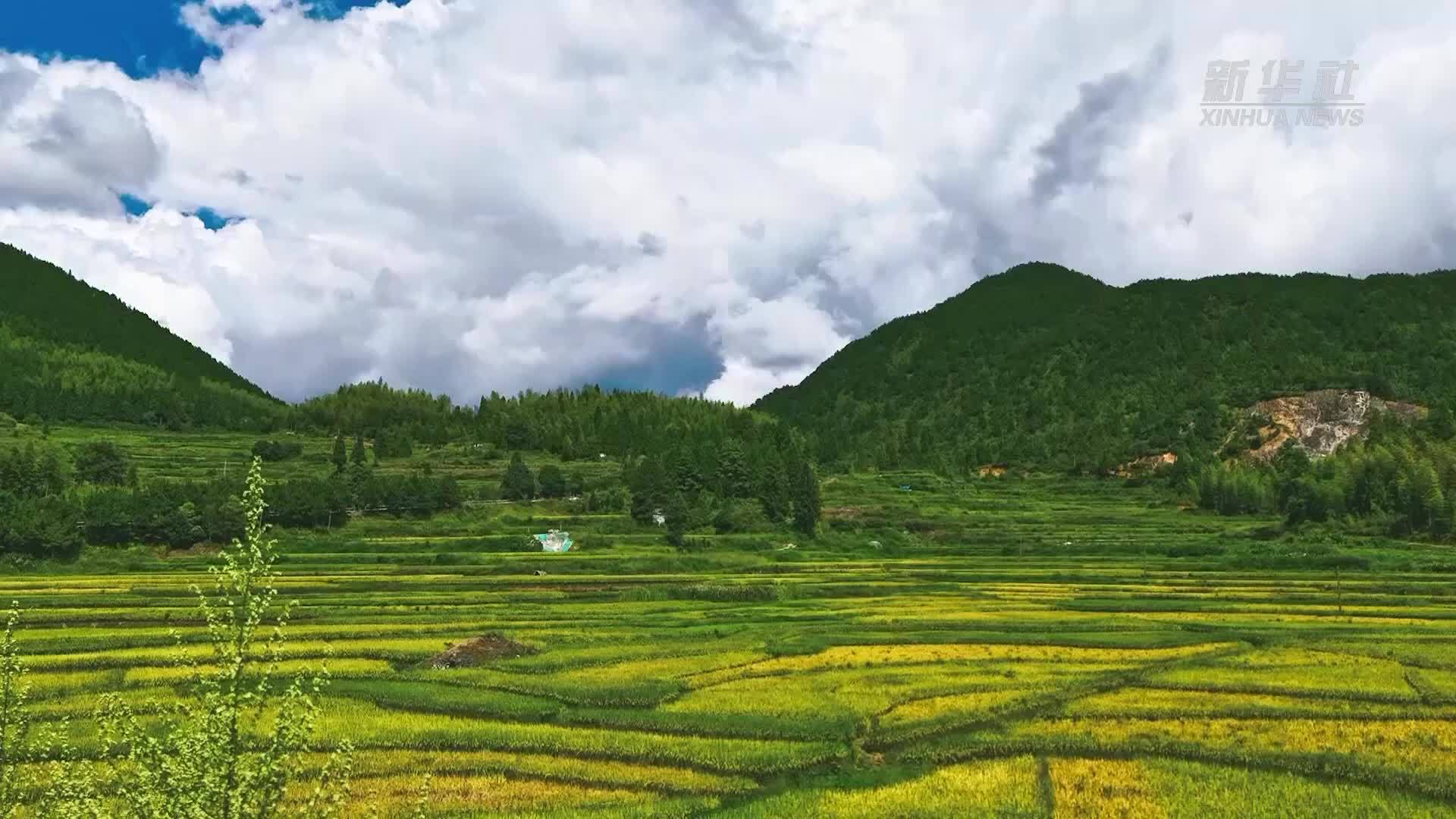 瞰中国｜初秋稻田美如画