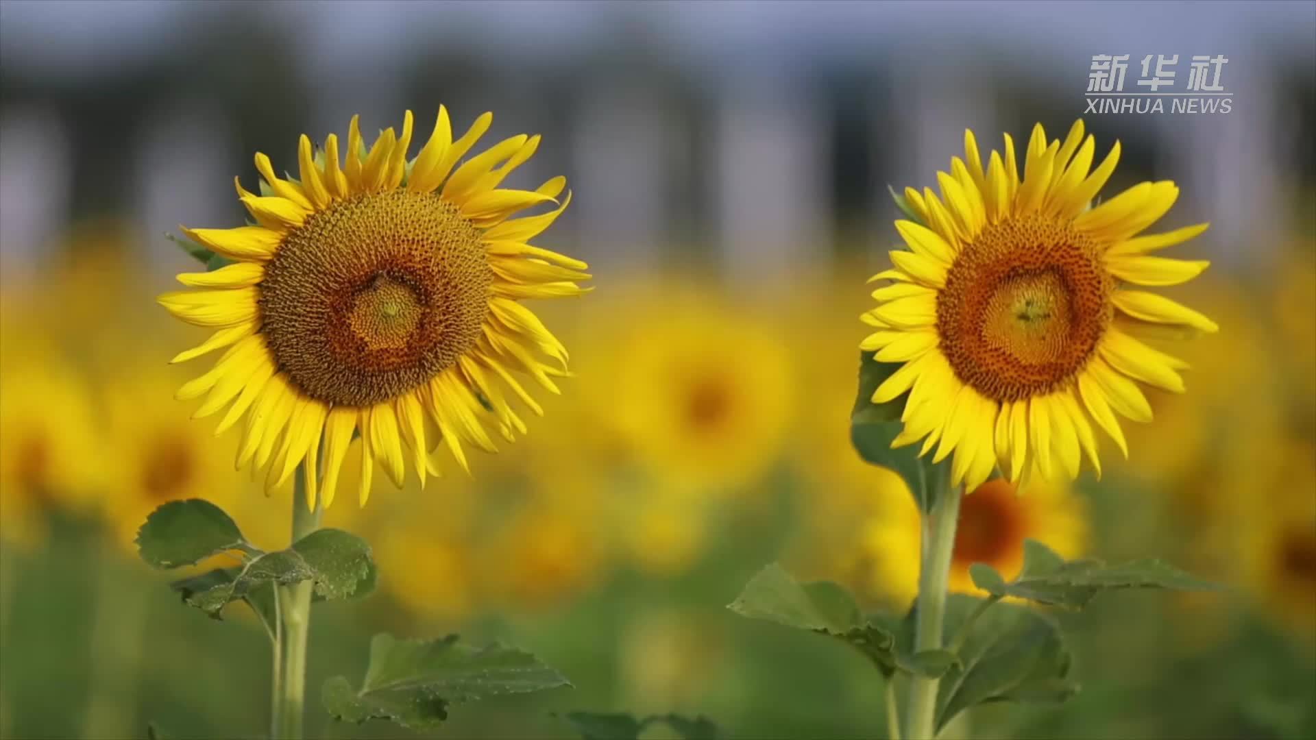 魅力山乡|安徽黄山：向阳花开迎客来