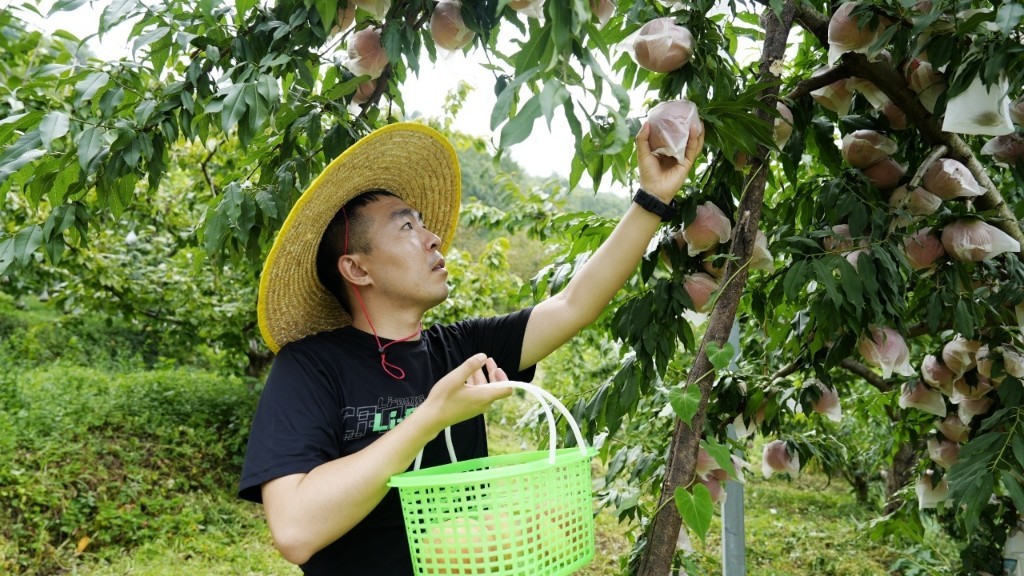 果农采摘桃子
