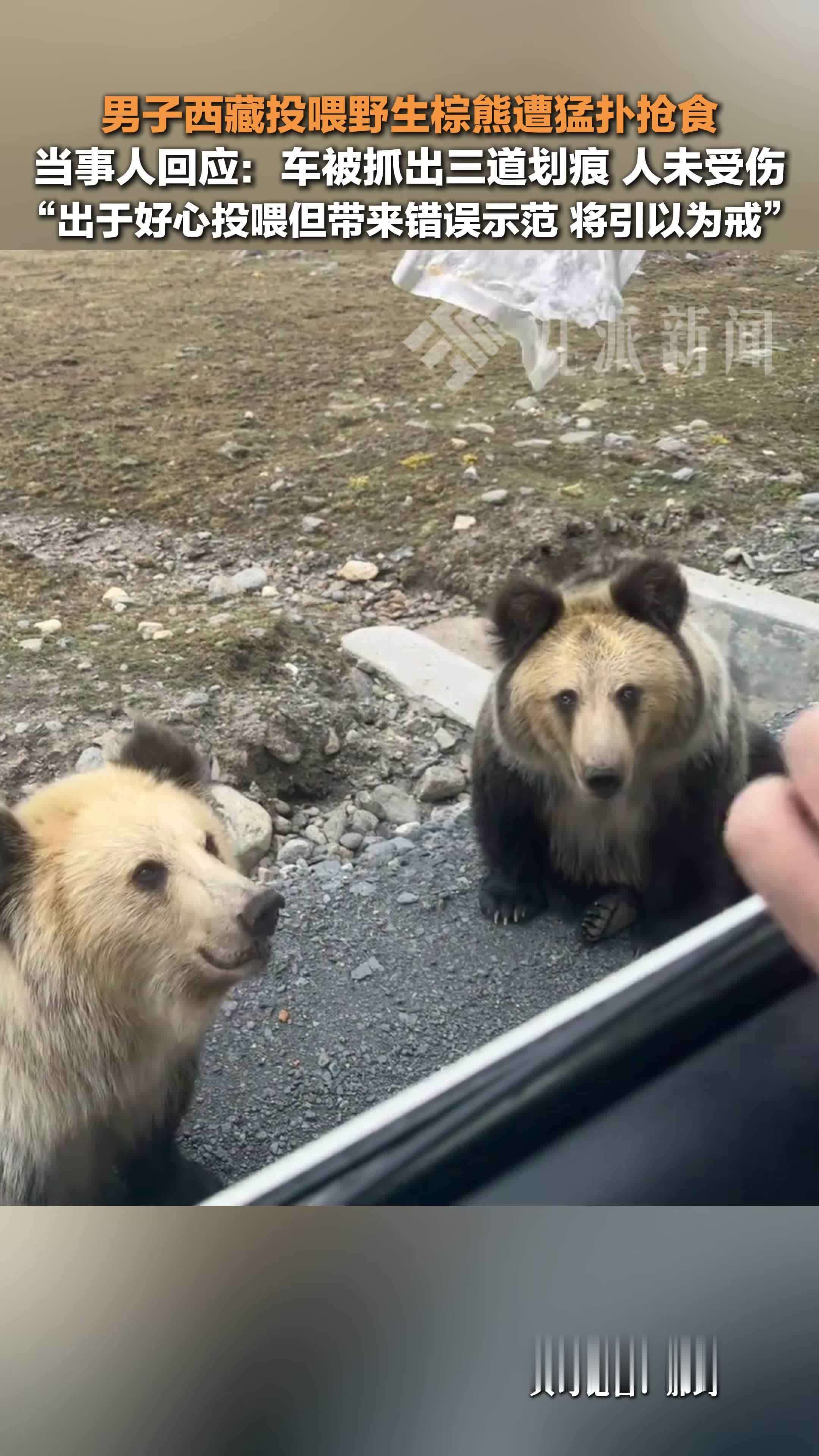 当事人回应投喂野生棕熊遭猛扑抢食