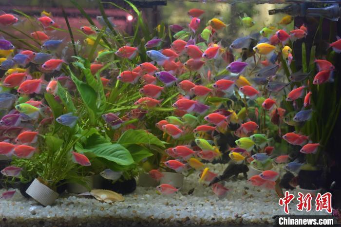 9月10日，江西南昌市东湖区千花伴花鸟市场内，商户提前摆好精致好看的花卉盆栽以及观赏鱼，迎接即将到来的中秋假期。据了解，千花伴花鸟市场从2002年开业至今，已经成为南昌市知名的花鸟市场。巫发阳 摄