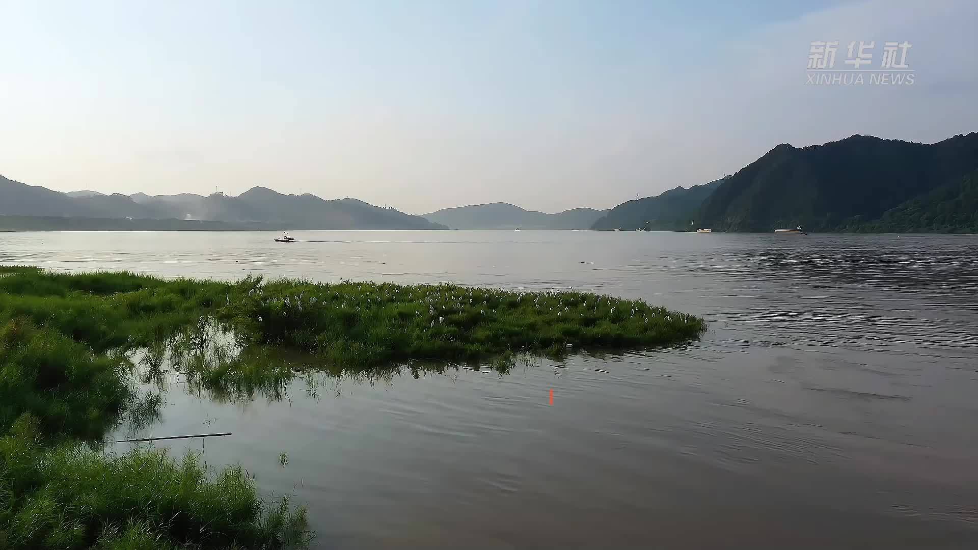 广东郁南：生态环境美  西江白鹭飞