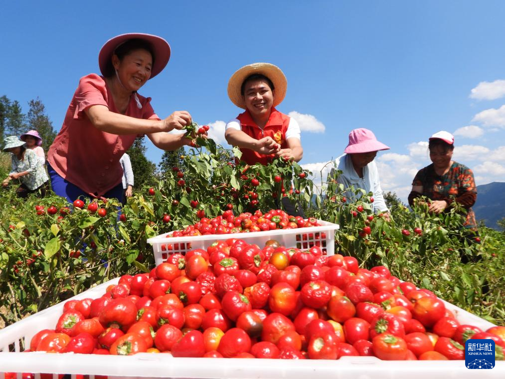 9月7日，在四川省达州市万源市大竹镇土垭子村，驻村工作队员和村民加紧采摘珠子椒。