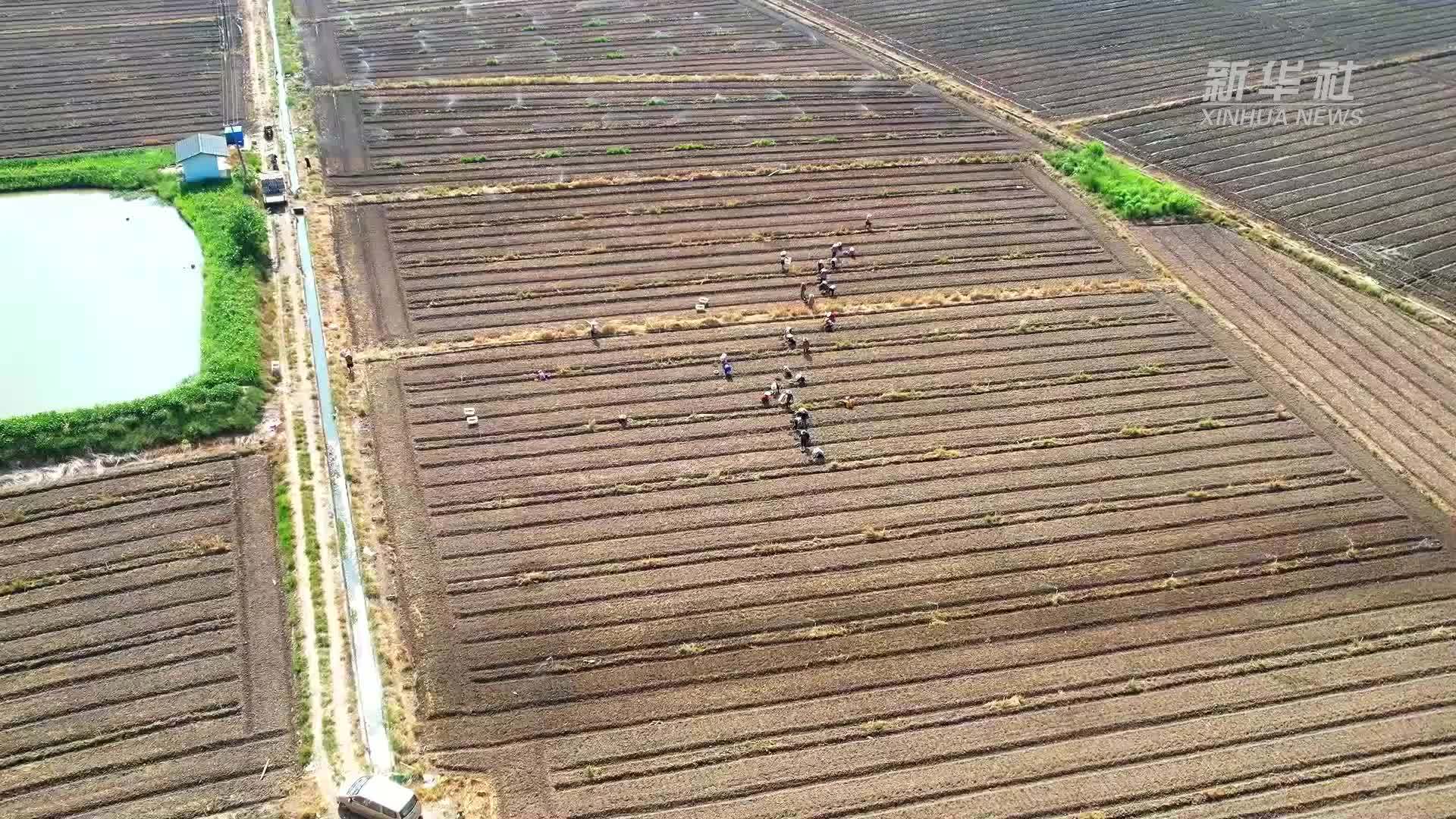 湖南南县：秋种正当时 菜苔移栽忙