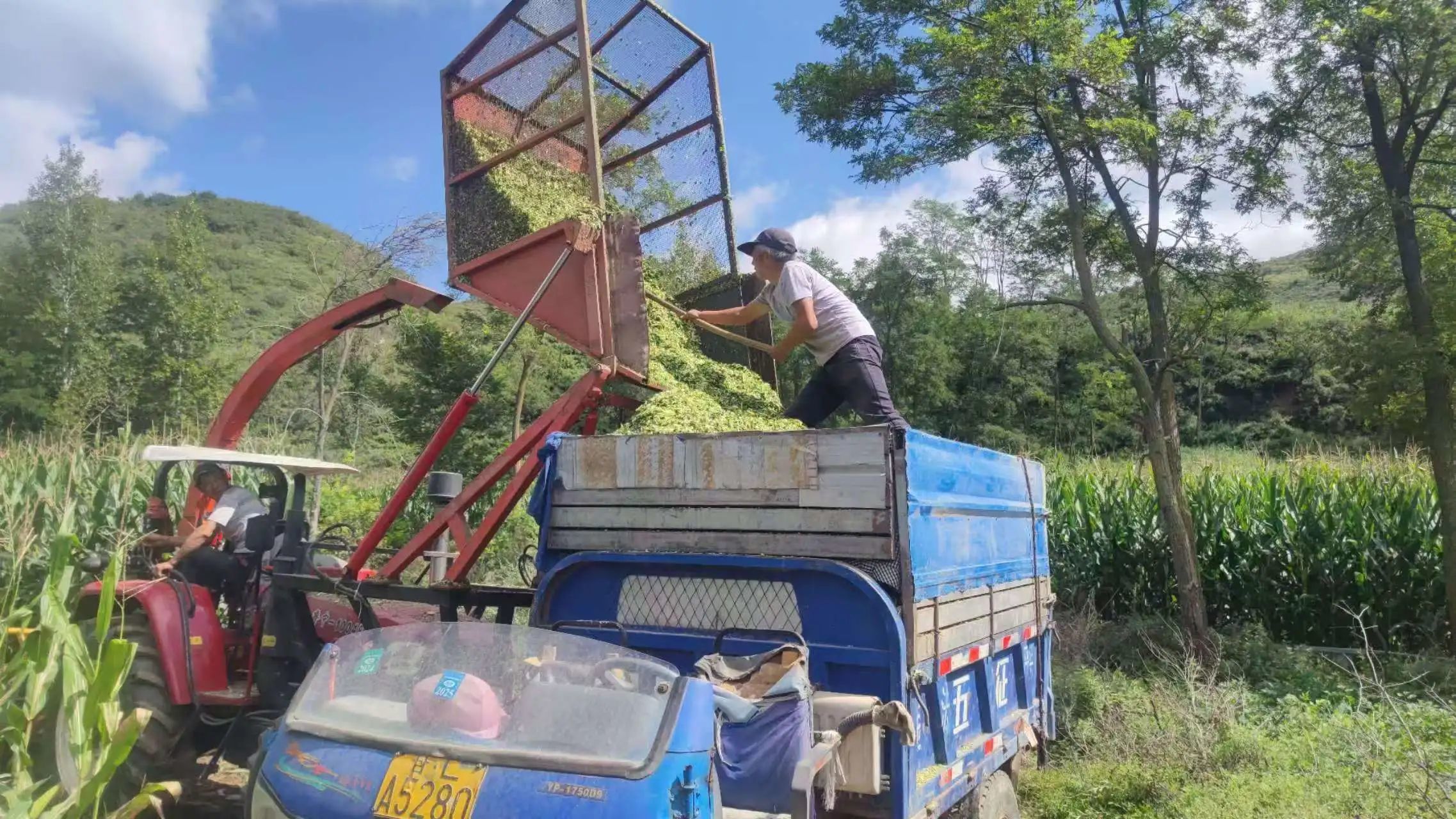 华亭“草罐头”备足管够　牛羊今冬开启嗨吃模式