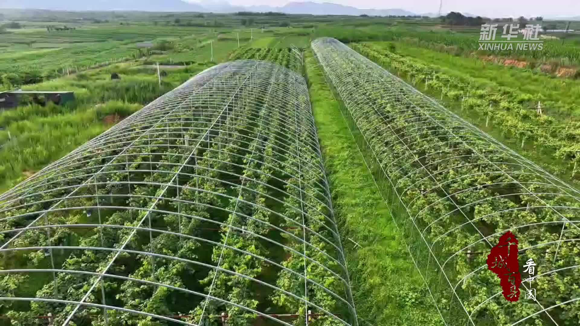 千城百县看中国｜河北沙河：葡萄结硕果 农民喜丰收