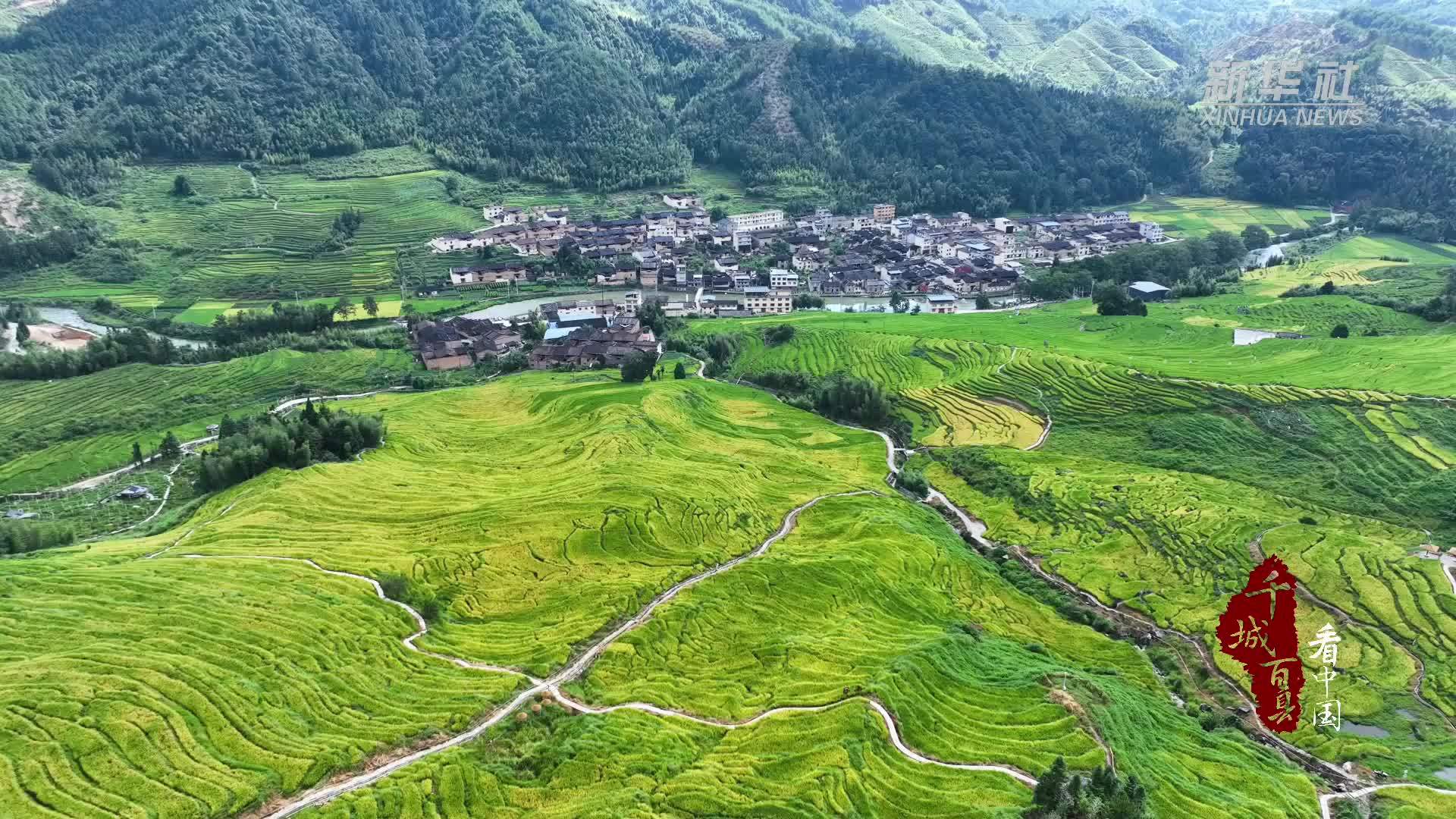 千城百县看中国｜福建屏南：喜看稻菽千重浪