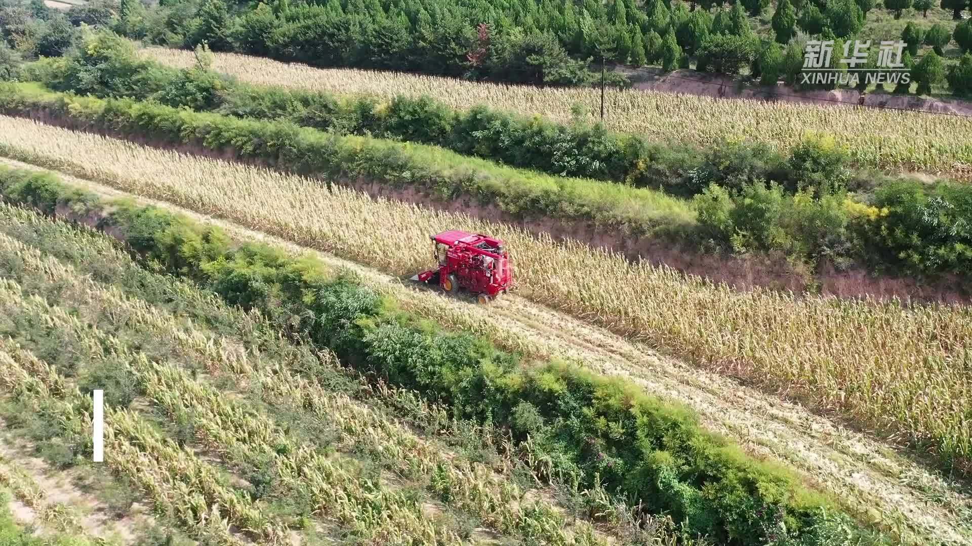 山西平陆：13.6万亩秋粮玉米喜迎丰收季