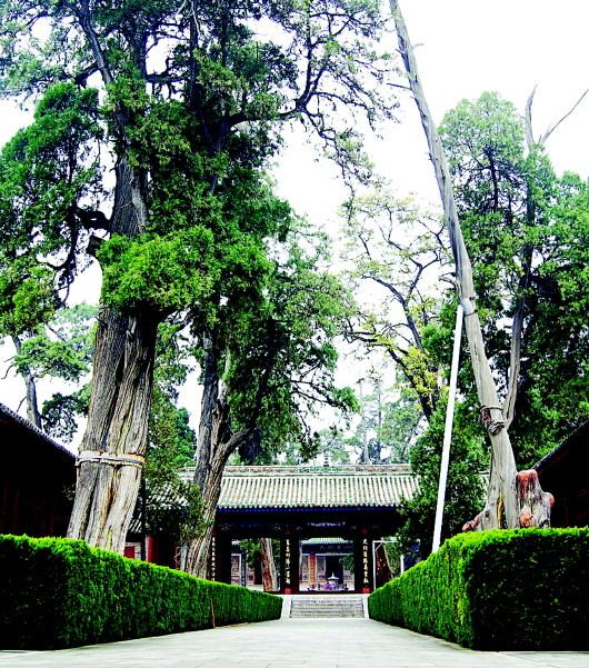 伏羲庙参天古树