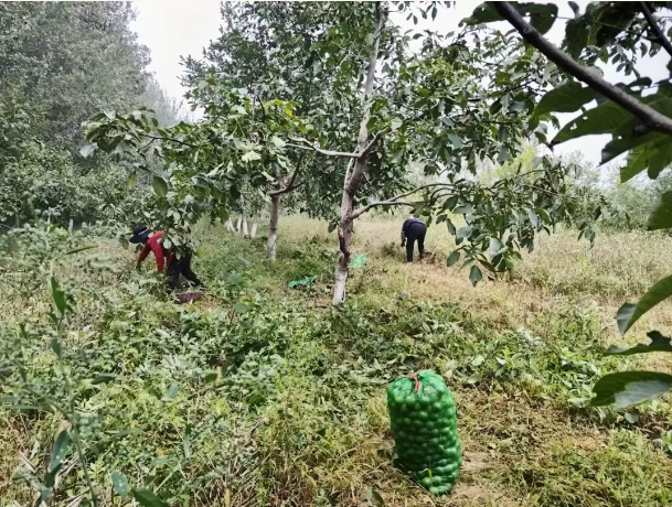 华亭千亩核桃园喜丰收　释放满满“核”能量