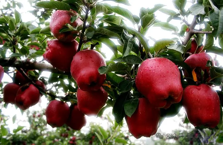 果香满径 幸福满园