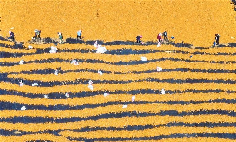 高台县制种企业在晾晒制种玉米