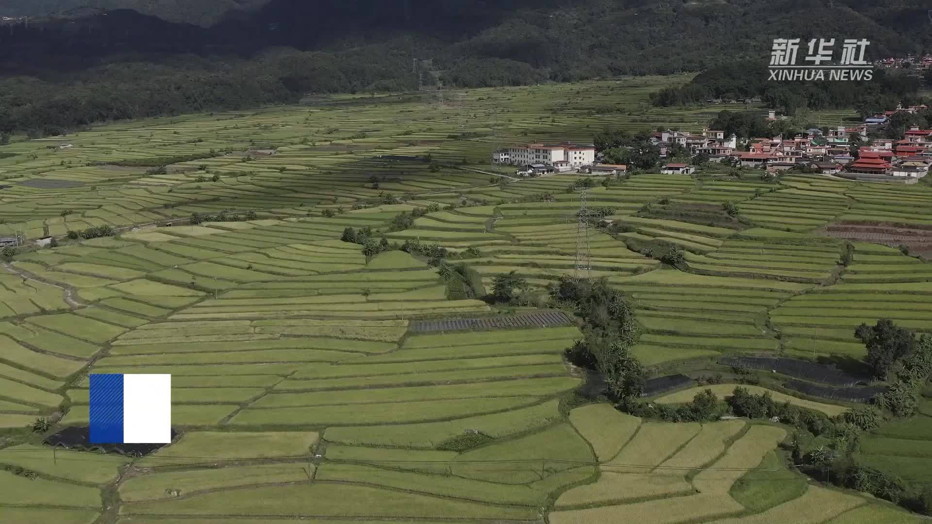 云南芒市：捉“稻花鱼”品“全鱼宴”