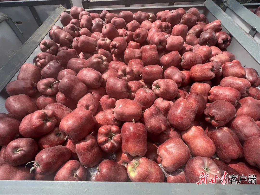 苹果个头大、色泽诱人