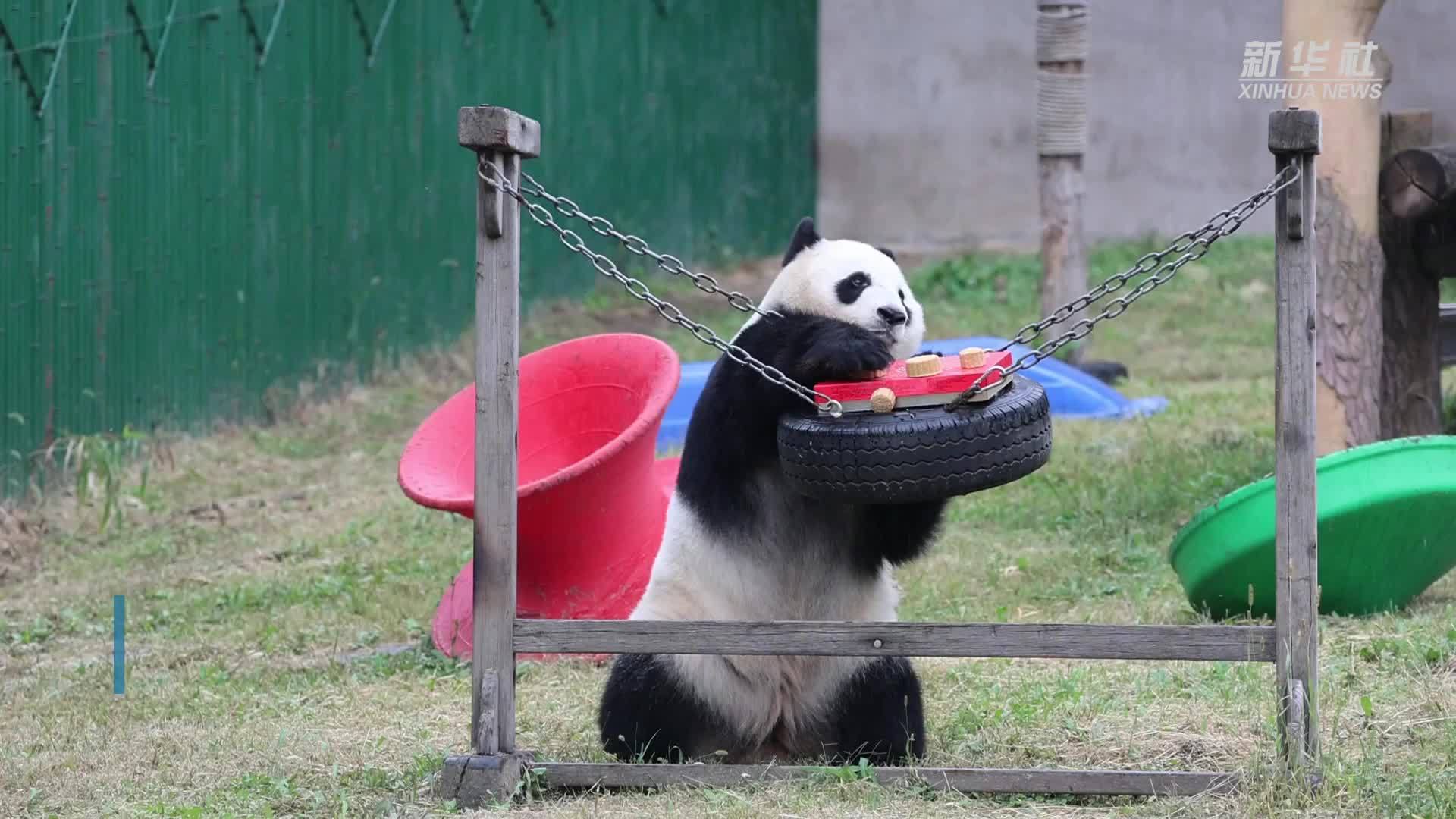 熊猫吃月饼度中秋