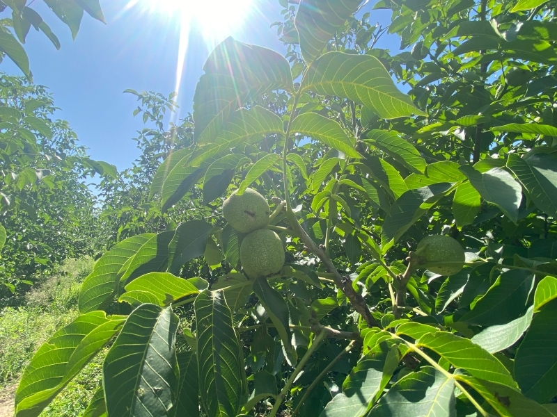 碧玉满枝金秋采摘忙　华亭“核”你有约