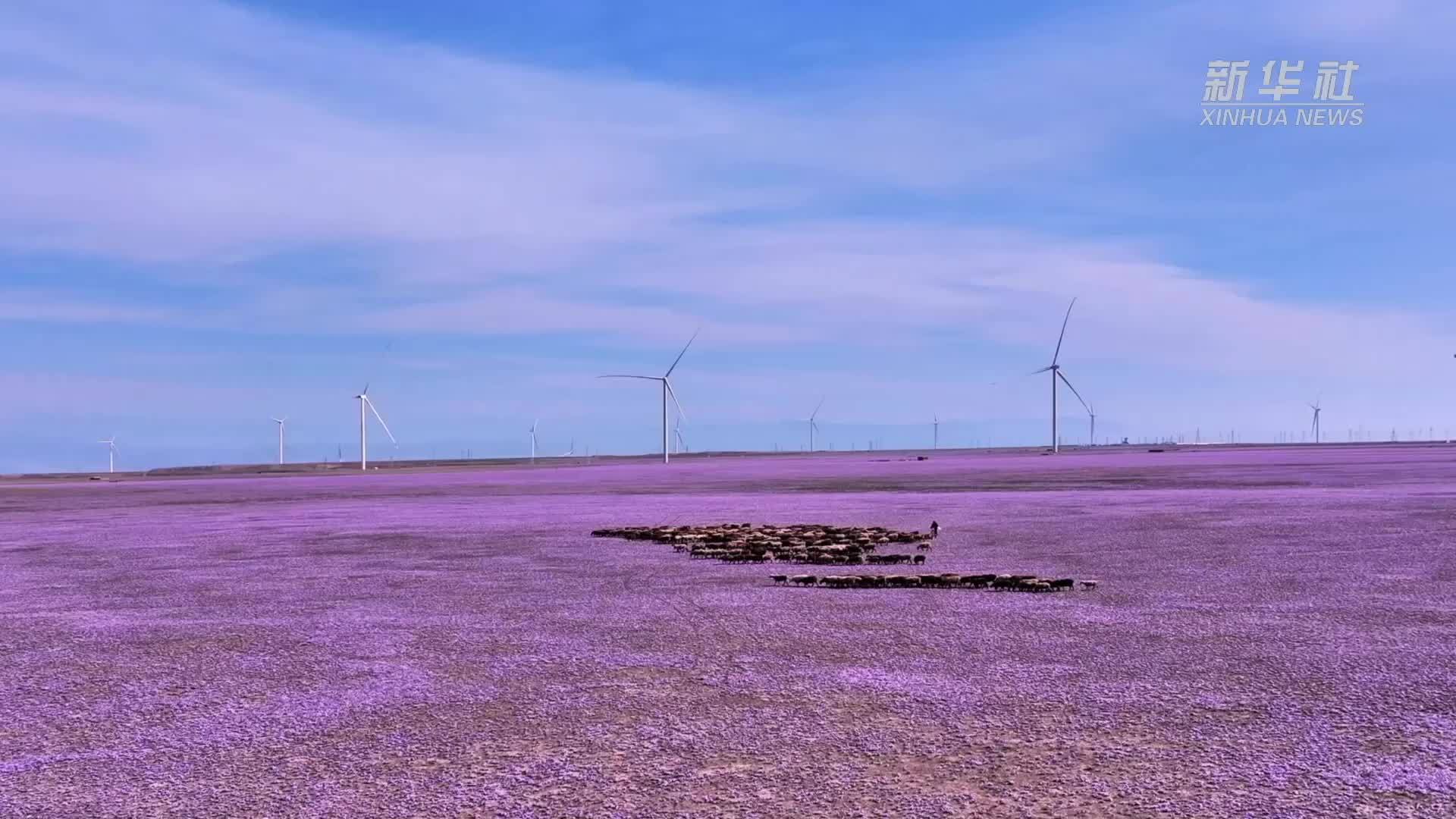 新疆库尔德宁景区：紫菊漫野秋意浓