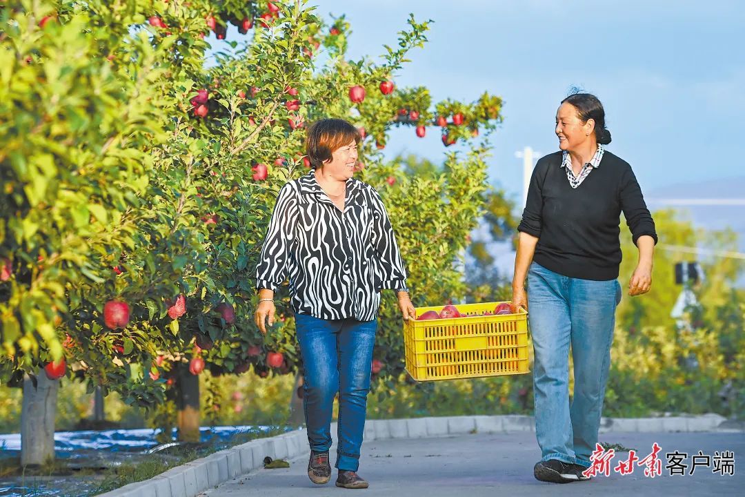 天水市麦积区花牛镇二十里铺村果农正在采摘花牛苹果 新甘肃·甘肃日报记者 丁凯