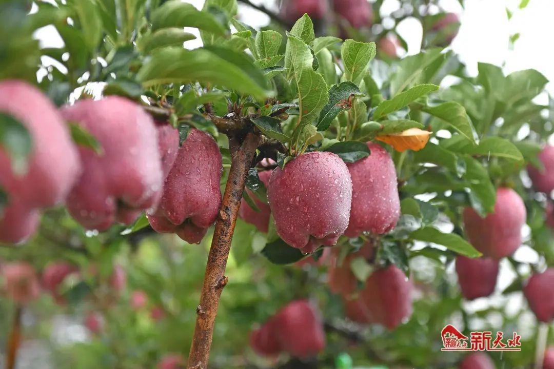 果香满径 幸福满园