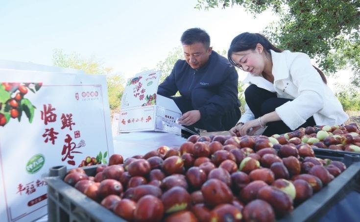 临泽小枣产销旺