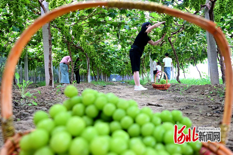 9月8日,在邢台市柏乡县柏乡镇南阳村,游客们正在采摘葡萄。
