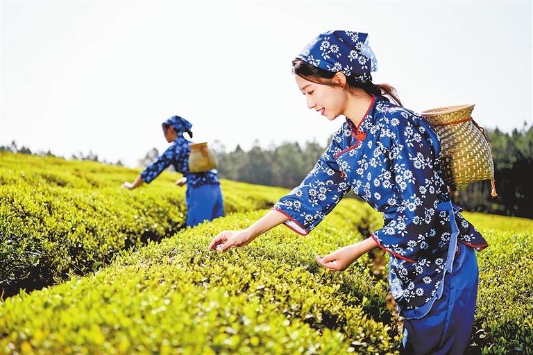 采茶女正在茶园采摘茶叶（资料图）。 通讯员 丁铭华摄