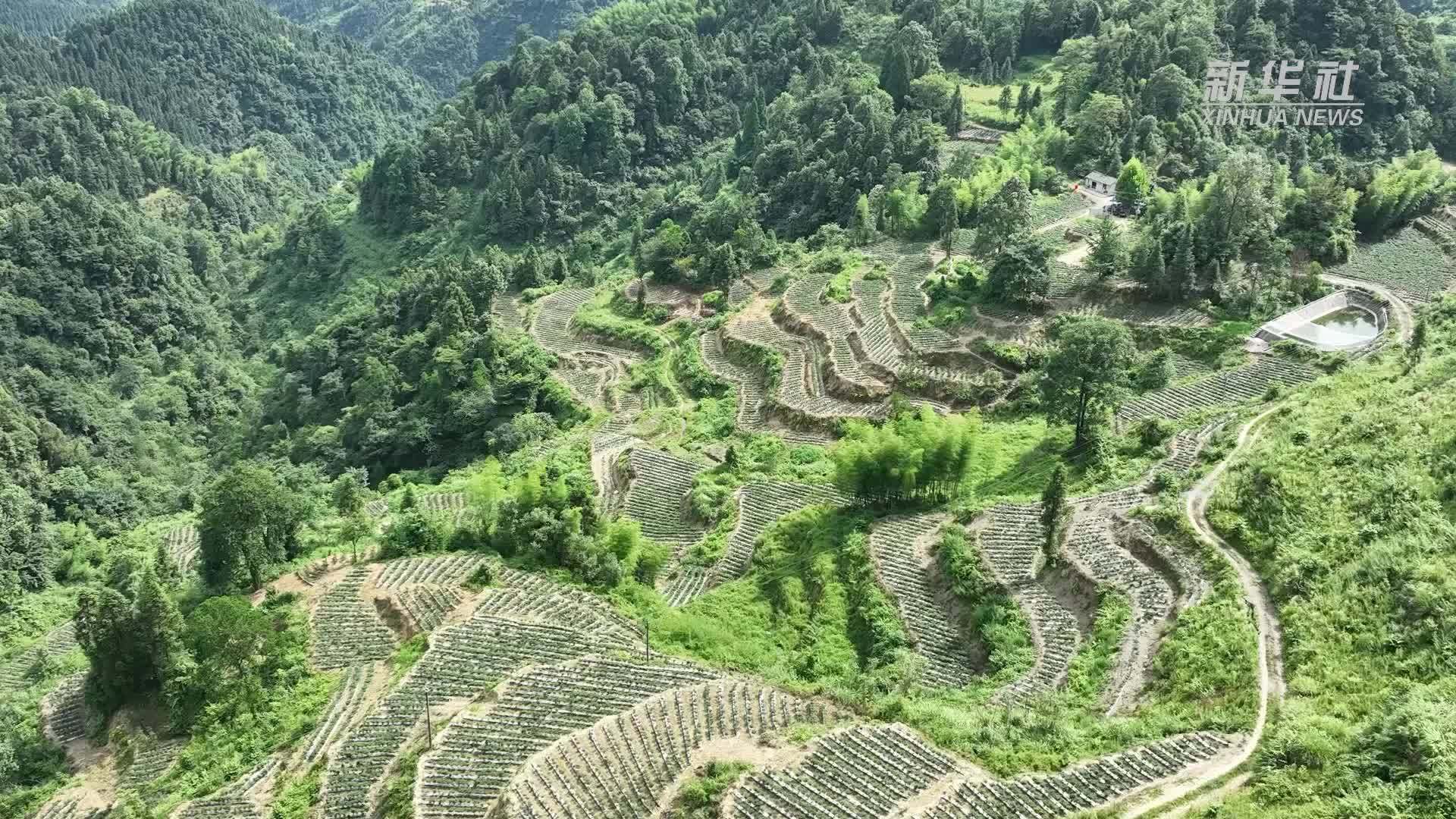 昔日锰矿村迎来生态辣椒丰收季