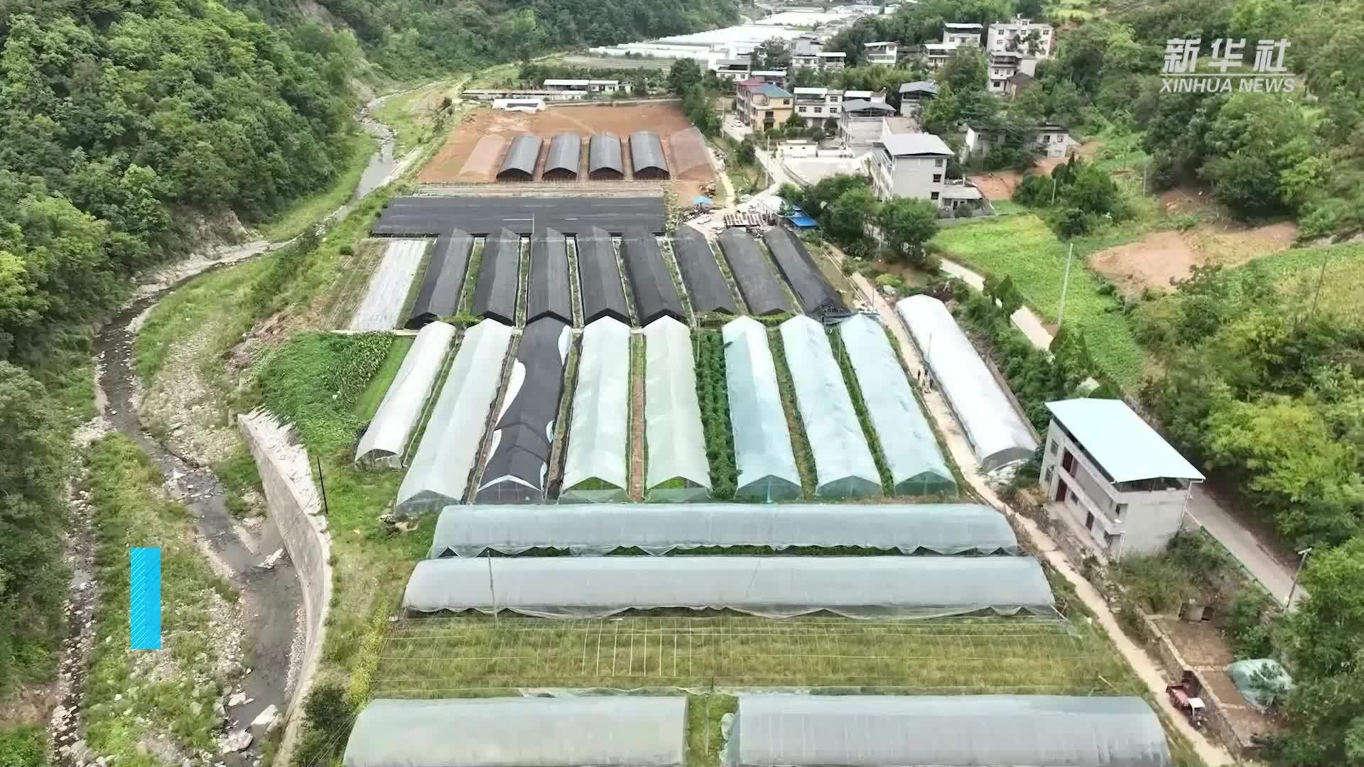 陕西旬阳：稳定蔬菜种植 确保群众餐桌丰富