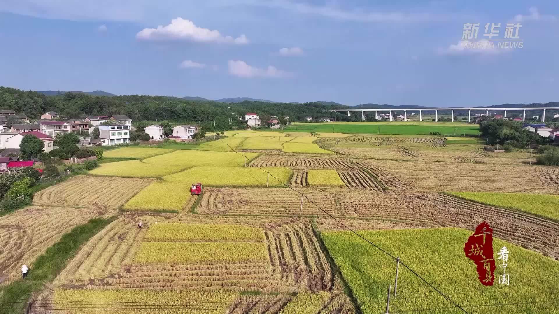 千城百县看中国︱湖南冷水滩：金秋稻谷黄 沃野好“丰”光