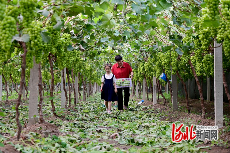 9月8日,在邢台市柏乡县柏乡镇南阳村,游客正在采摘葡萄。