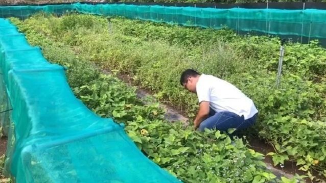 臺東疑“蝸牛小米粽”食物中毒案後續，臺衛生部門檢出劇毒農藥