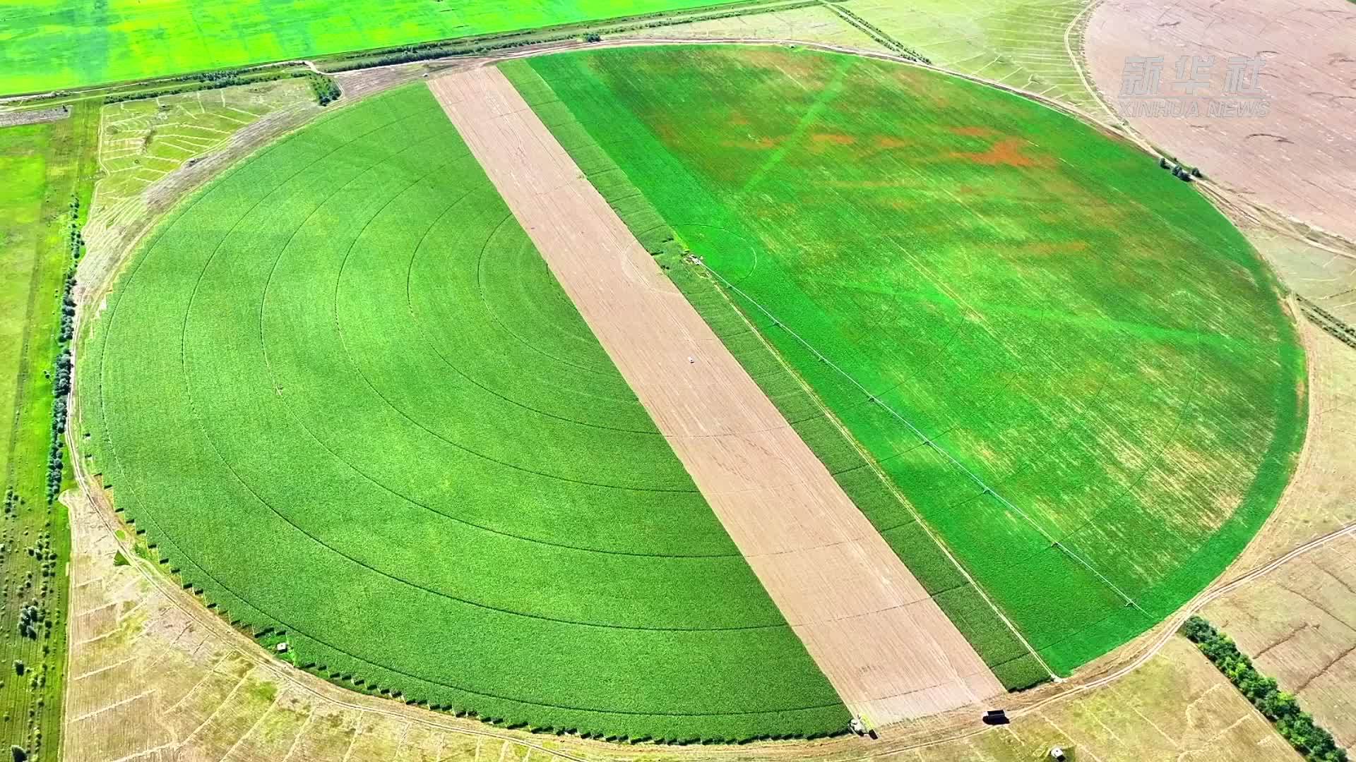 内蒙古锡林浩特：又是一年好“丰”景