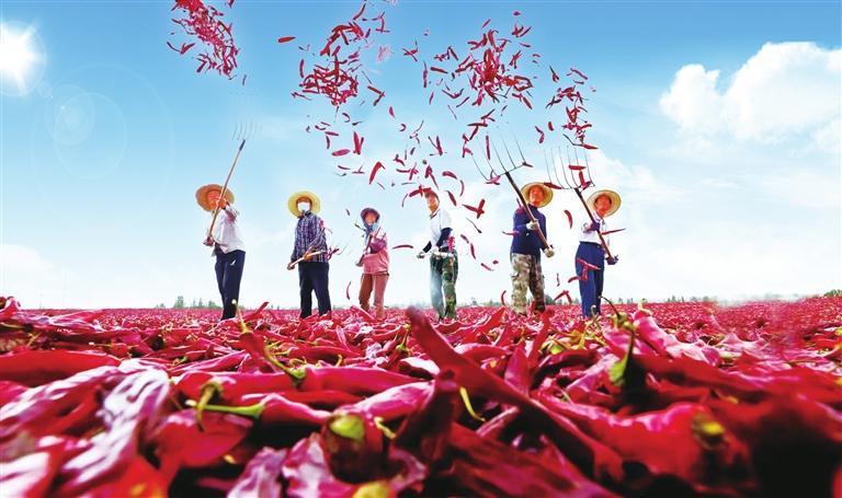 农民们在晾晒场上晾晒辣椒