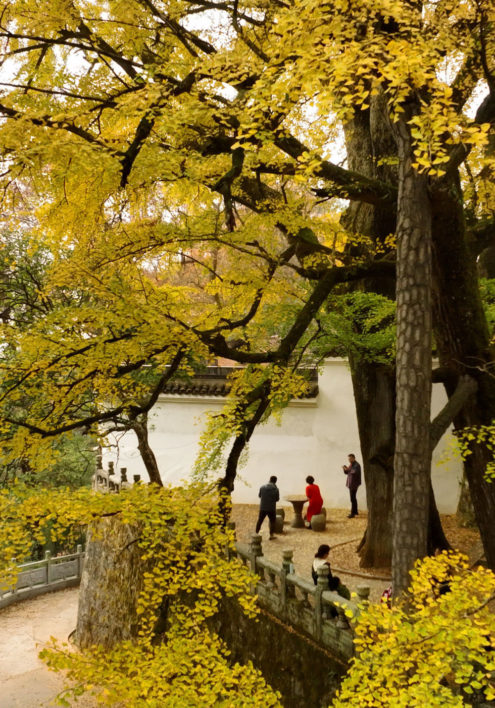 11月26日，游客在湖南省衡阳市南岳衡山风景区的古银杏树下游玩。新华社发（曹正平 摄）