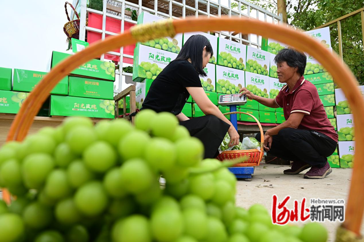 9月8日,在邢台市柏乡县柏乡镇南阳村,游客将采摘的葡萄进行称重。