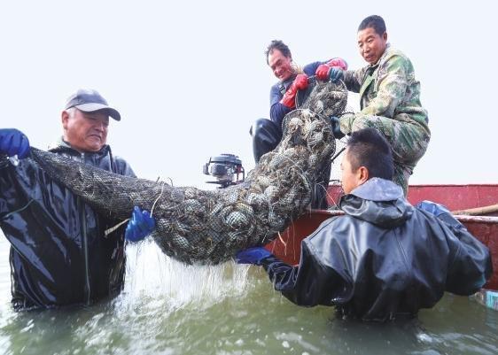 富锶螃蟹喜丰收