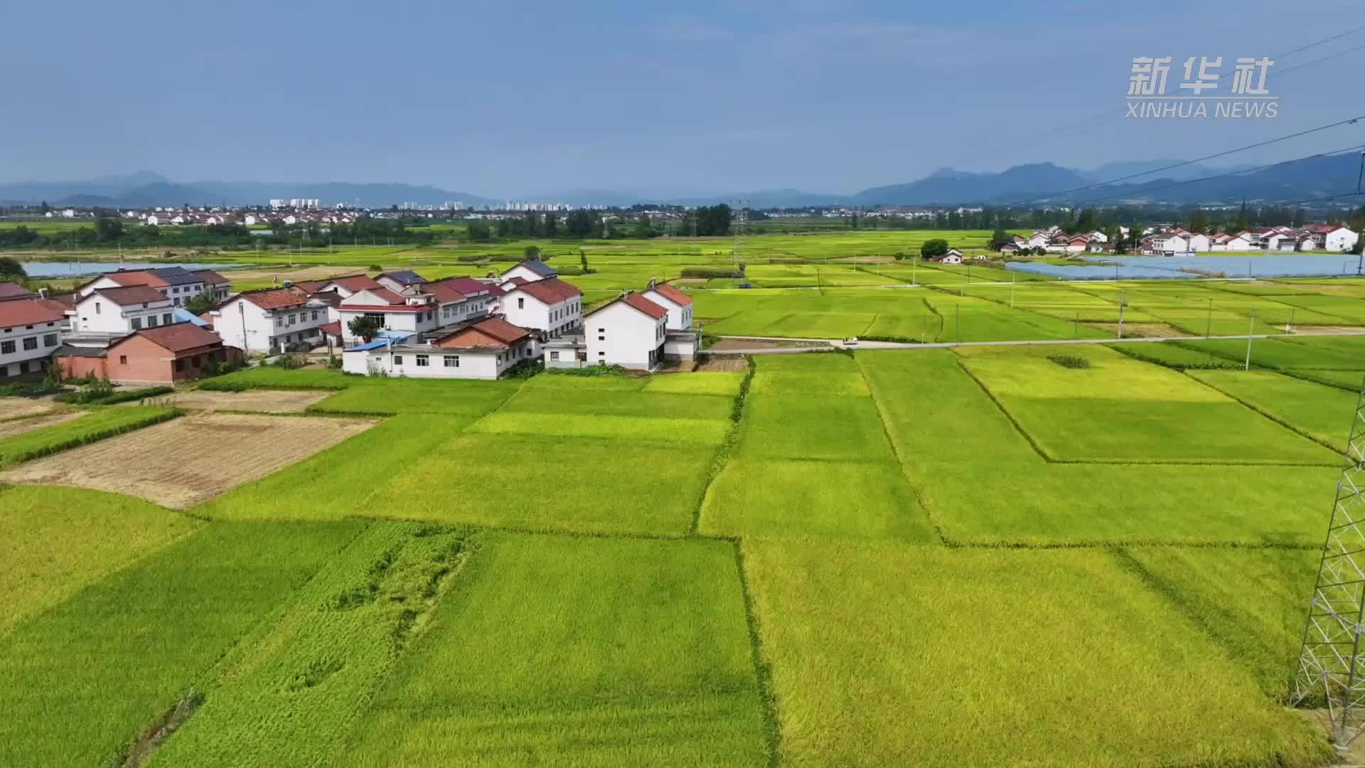 千城胜景｜陕西勉县：又到一年好时节 稻谷飘香丰收忙