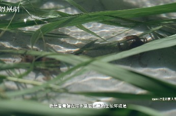 盐碱地变“废”为宝，让青蟹爬满黄河滩