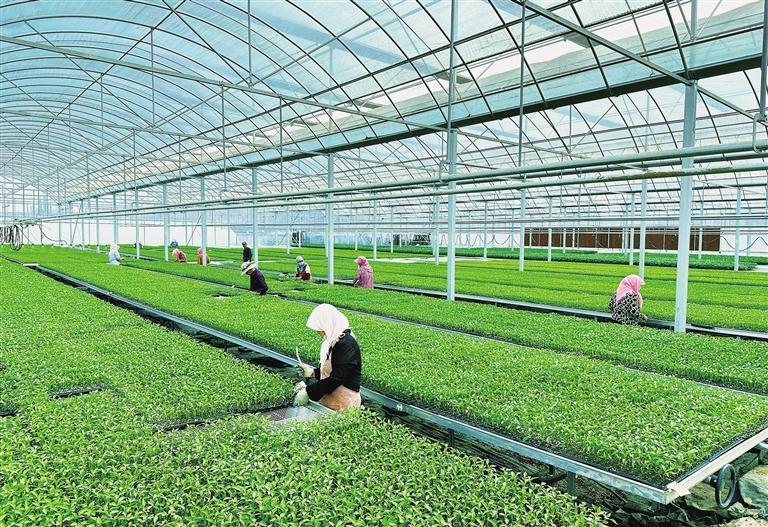 凉州区发放镇雨康种苗公司工人培育辣椒苗