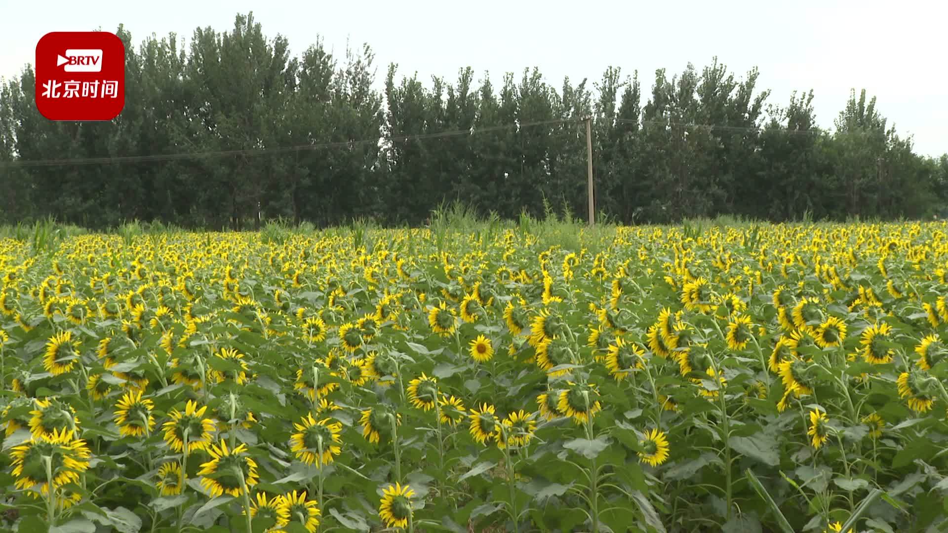 副中心200亩向日葵花海迎来最佳观赏期 市民可免费前往拍照打卡