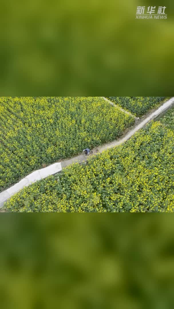 新华社权威发布|我国耕地3年净增1758万亩