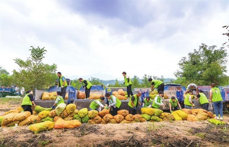 成县“陇小南”收购、打包核桃