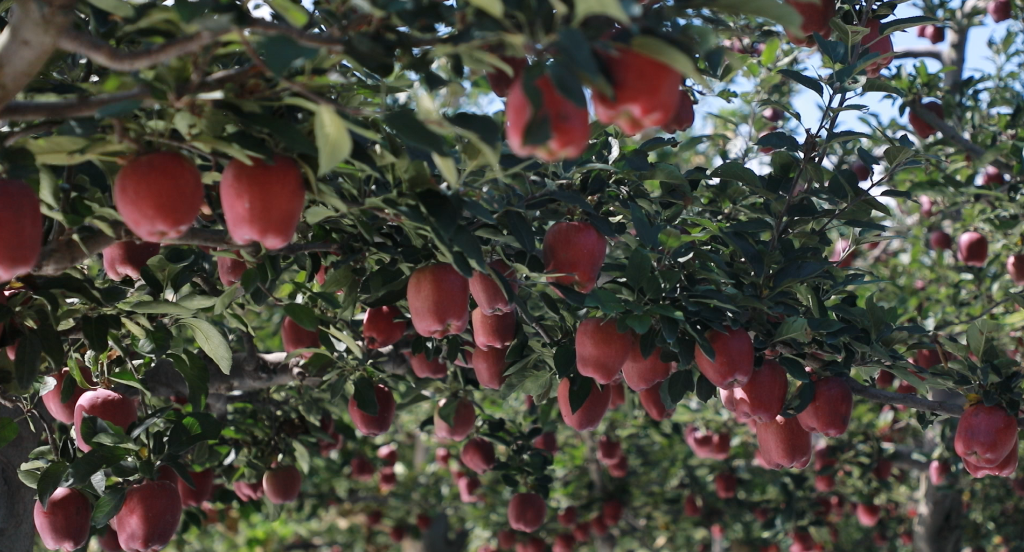 天水花牛苹果 新华社记者 张睿 摄