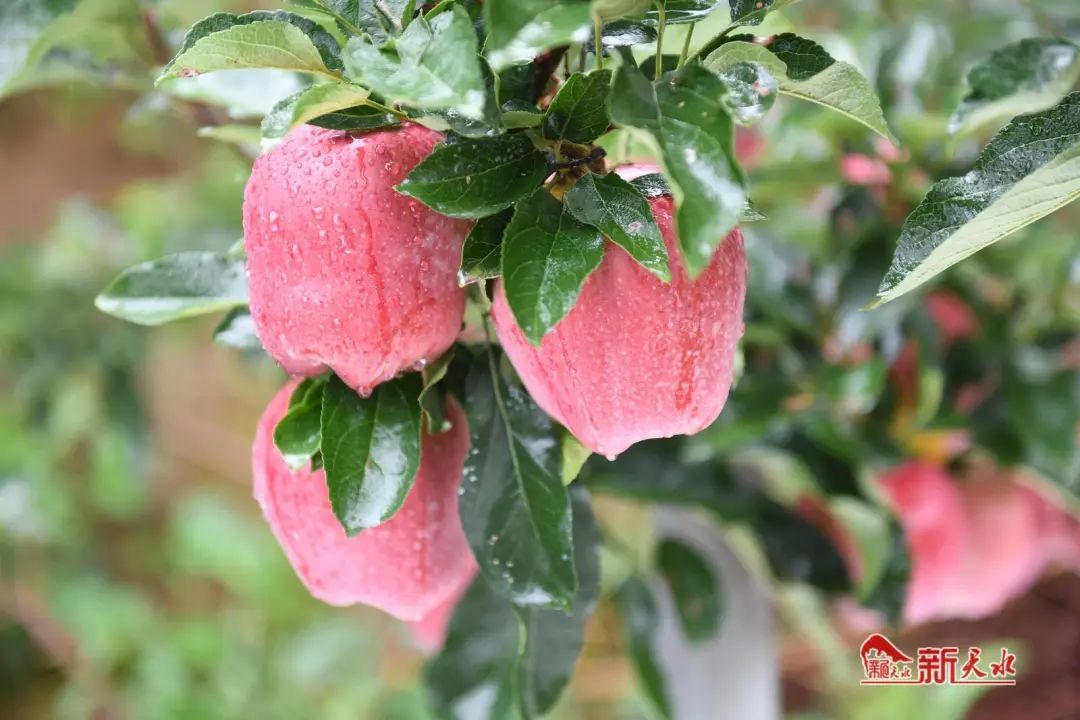 果香满径 幸福满园