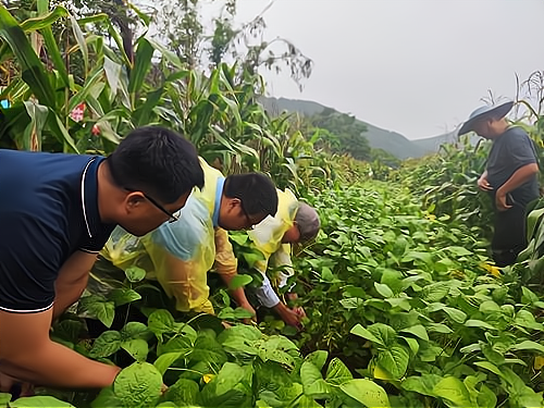 “齐黄34”在四川省开展大豆玉米带状复合种植。（资料片）